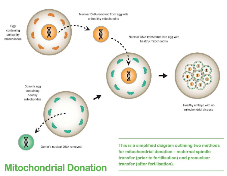 Schematic diagram of mitochondrial donation