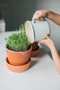 Child watering plant.