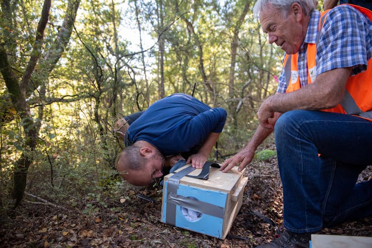 Conservation volunteers releasing South Island saddlebacks in a protected area.