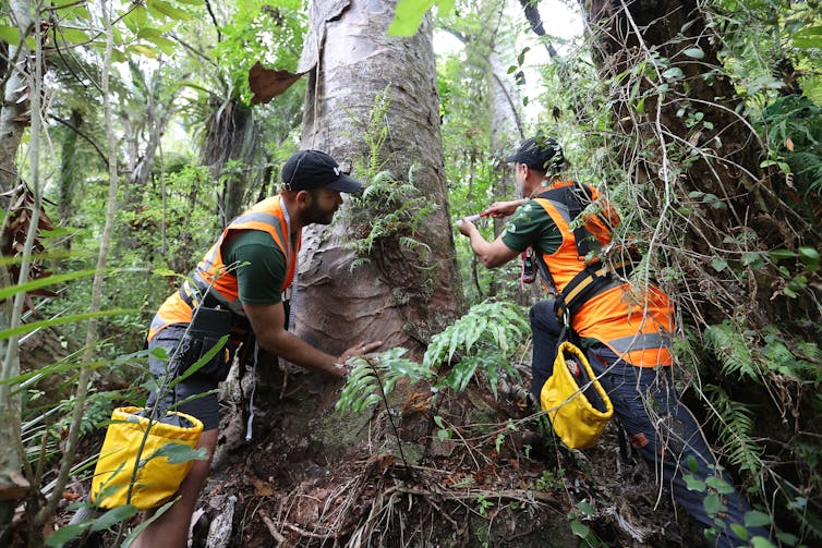 People treating a kauri tree infected with dieback disease.