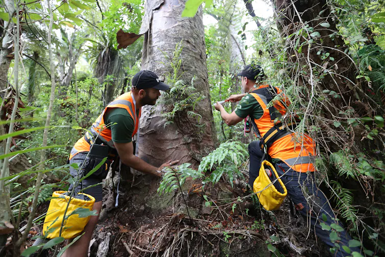 People treating a kauri tree infected with dieback disease.