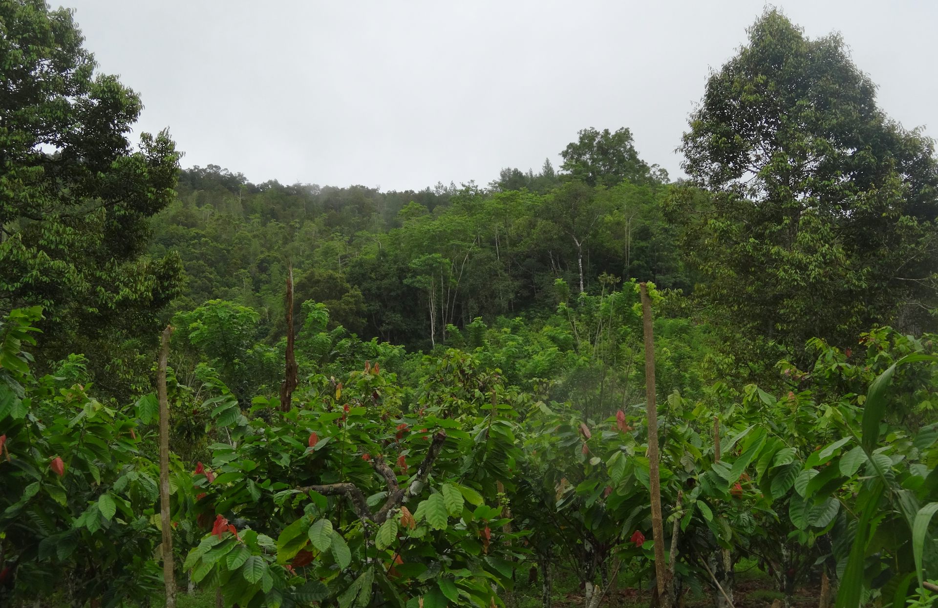 'Cuan' berlipat agroforestri kakao: pulihnya lingkungan dan tambahan pendapatan petani