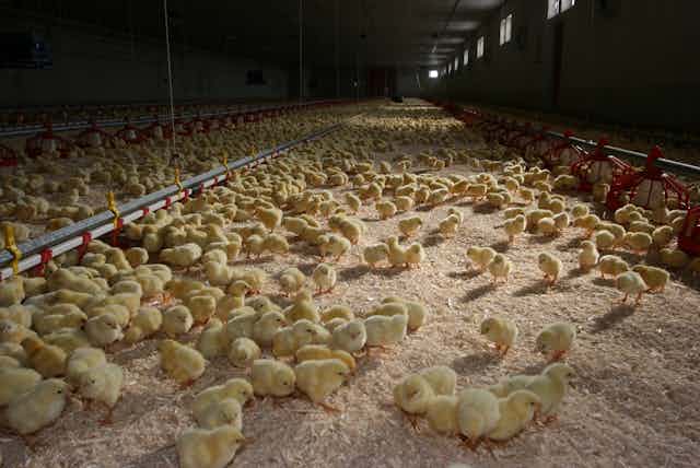 Chicks eating seed in a factory