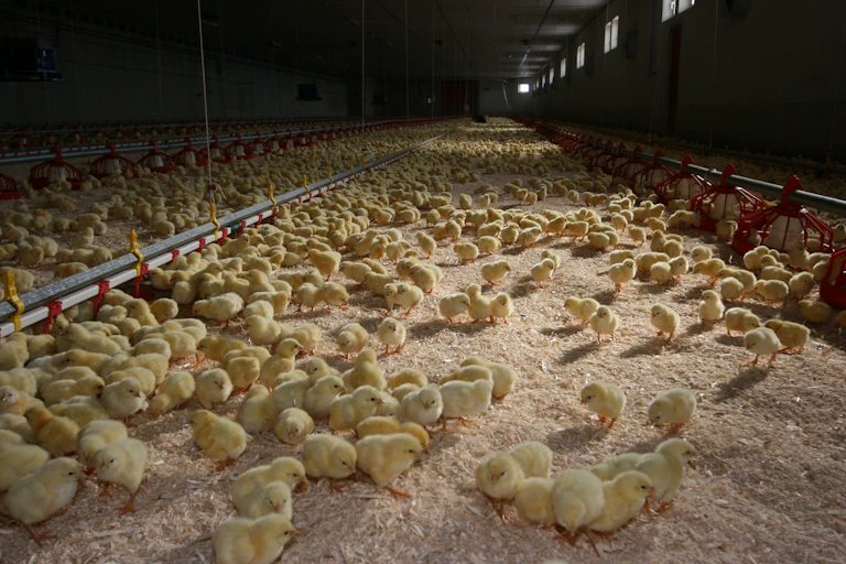 Chicks eating seed in a factory
