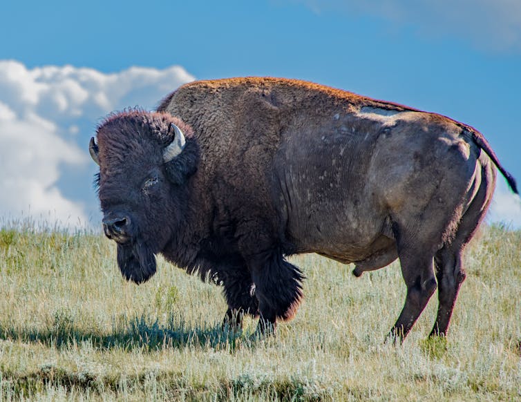 A bison stands on a grassy hill