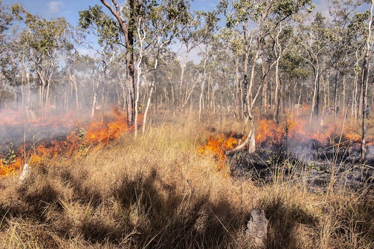 flames in dry scrub