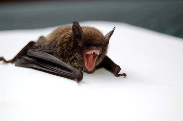 A bat yawns against a white background.