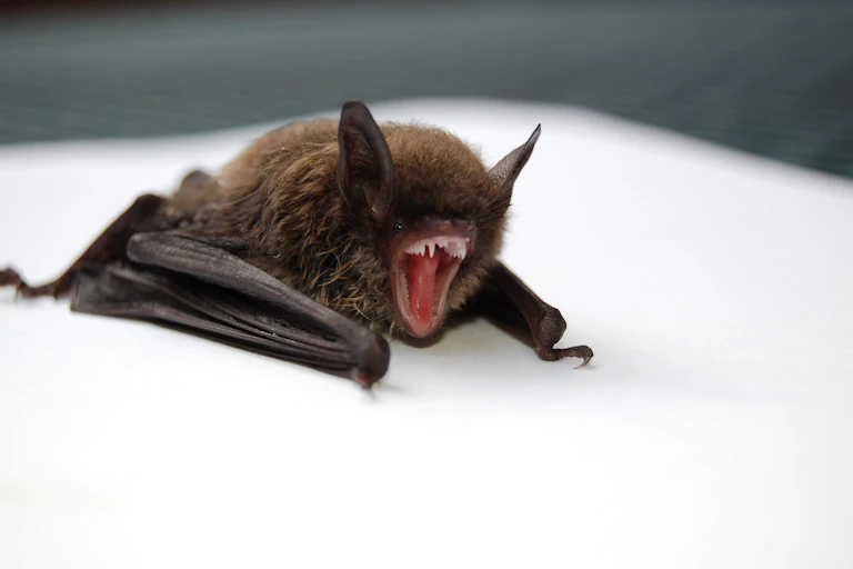 A bat yawns against a white background.