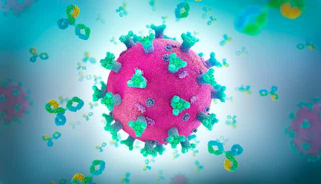 Rona and the Antibodies - An artist rendering of the novel coronavirus as a pinkish red sphere with blue and green protrusions -- representing spike proteins -- all over it. The spiked sphere is surrounded by floating, knotted loops in yellow, green and blue, which represent antibodies.