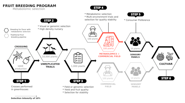 Diagram comparing implementing flavor optimization in a plant breeding program to consumer panels.