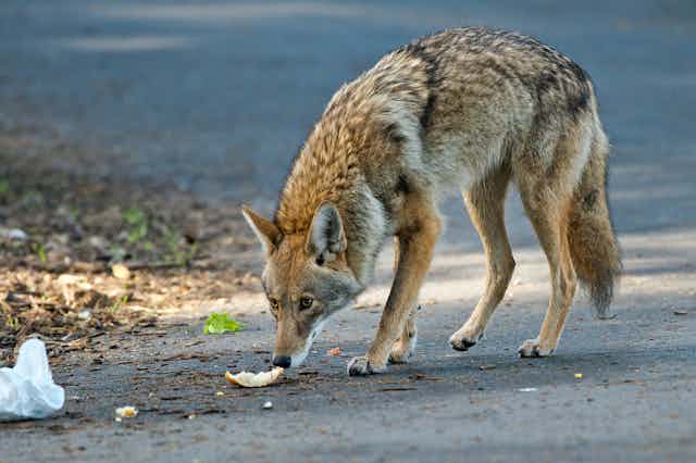 a coyote sniffs at rubbish on a road
