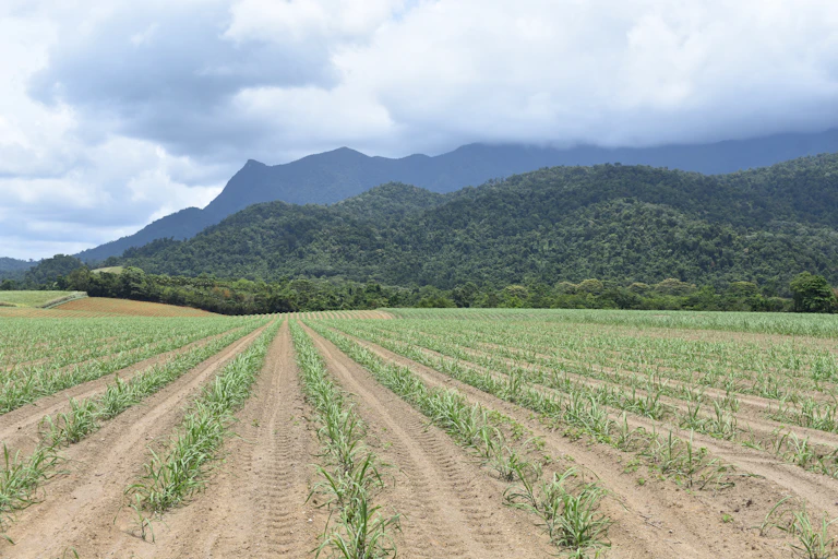 Cane farm against mountains