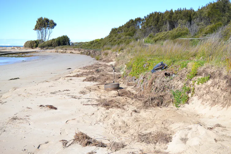 View along a beach looking at headland with a shovel showing efforts to dig maggots out of the dune