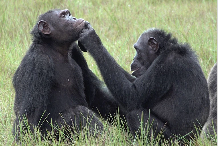 Hembra de chimpancé aplicando un insecto en una herida de la cara de un macho chimpancé adulto