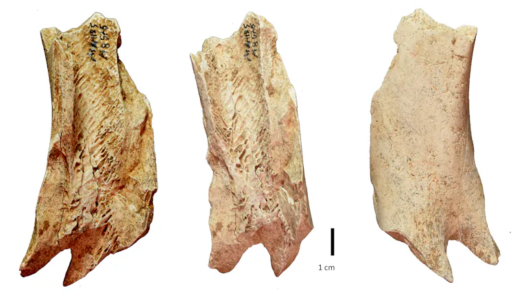 Trois vues d’un fragment d’humérus, montrant ses faces externe et interne et les traces de raclage anciennes