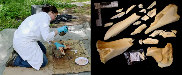 À gauche, une archéologue est agenouillée, un gros galet à la main, pour tenter de retrouver les gestes anciens de fracturation d’un gros os long (humérus ici). À droite, résultat pour un tibia que l’on voit cassé en une vingtaine de petits morceaux