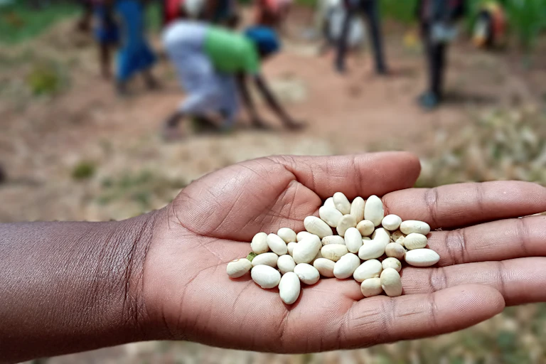 A hand holding beans in its palm