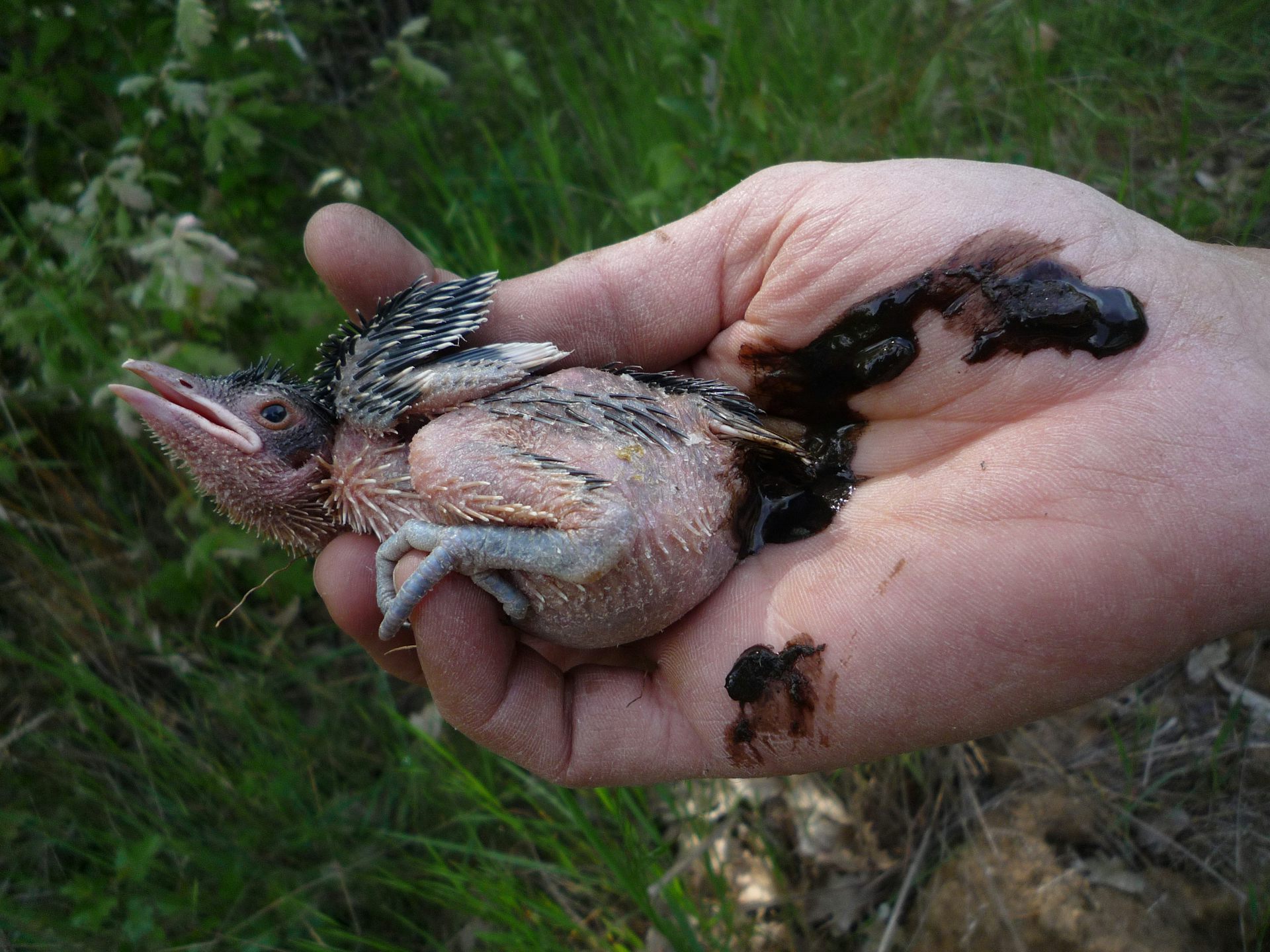 cuckoo bird lays eggs in crows nest