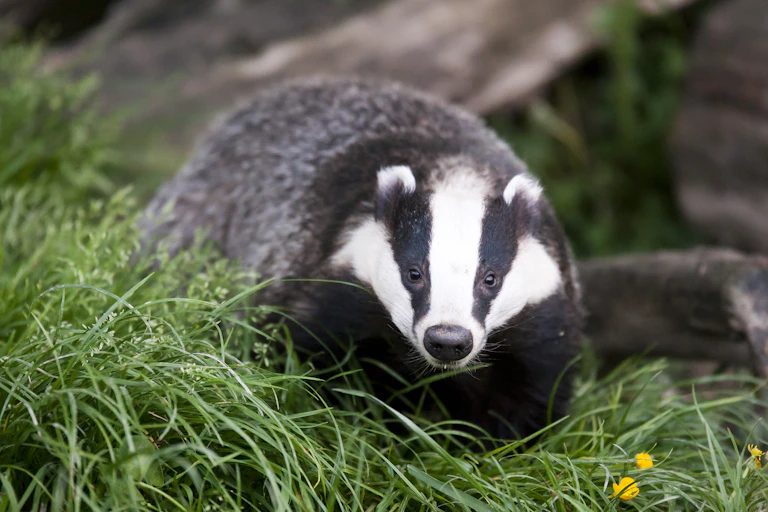 European badger walking through grassy and other vegetation