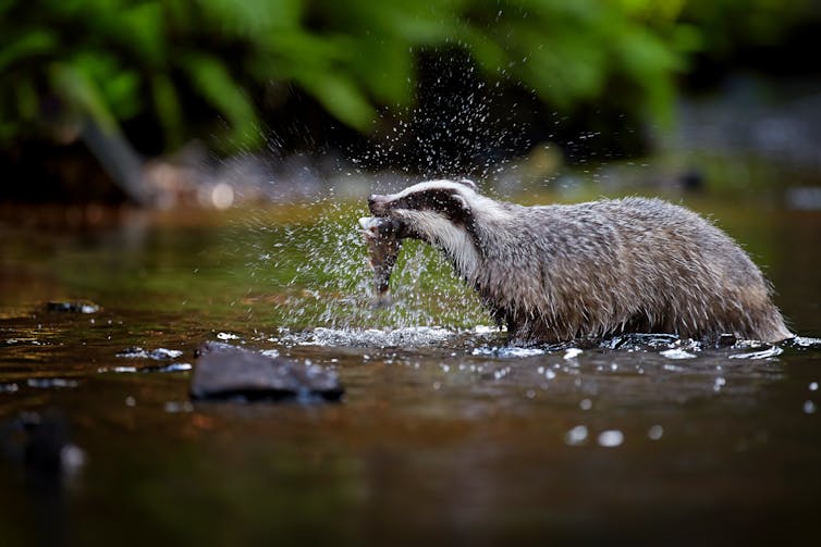 European badger with trout caught in mouth in mountain stream