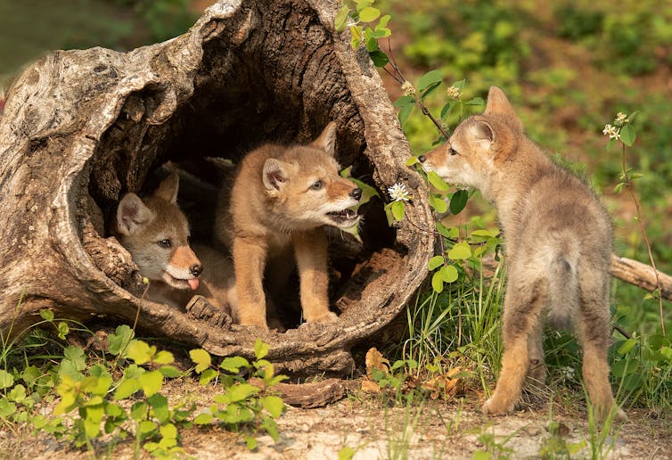 coyote cubs play around a fallen tree