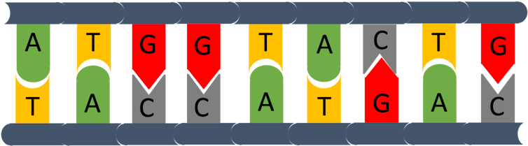 Illustration of matching pairs aligned vertically.