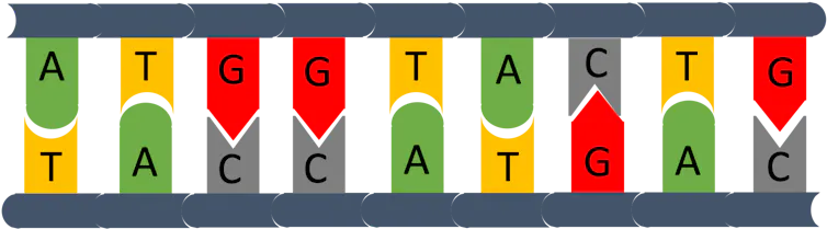 Curious Kids: how do scientists read a person’s DNA?
