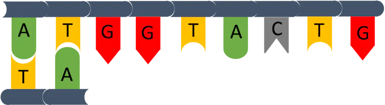 DNA illustration