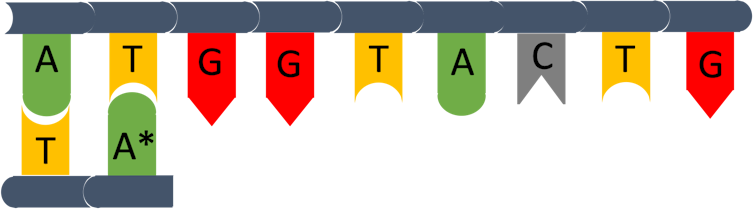 Curious Kids: how do scientists read a person’s DNA?