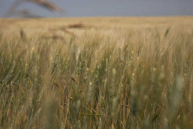 A field of durum wheat.