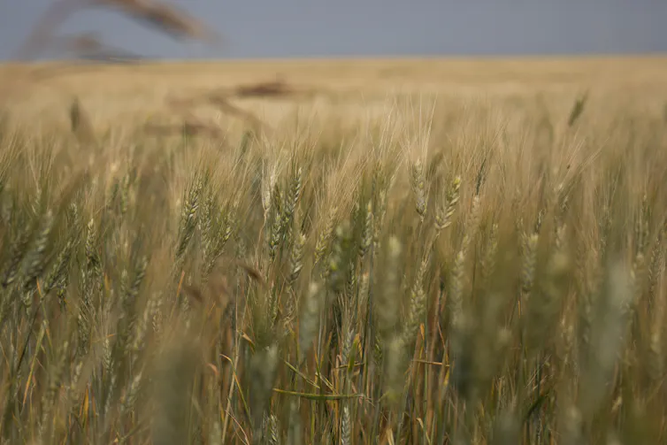 A field of durum wheat.