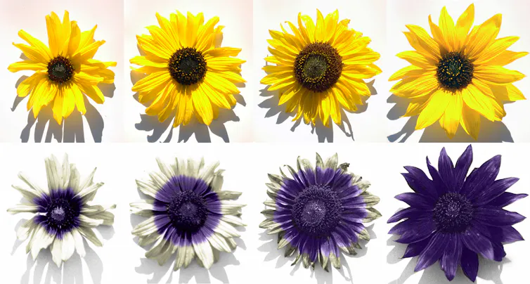 images of sunflowers under ultraviolet light showing bullseye colour distributions