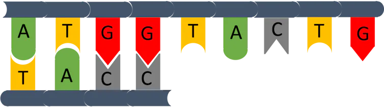 Illustrazione DNA