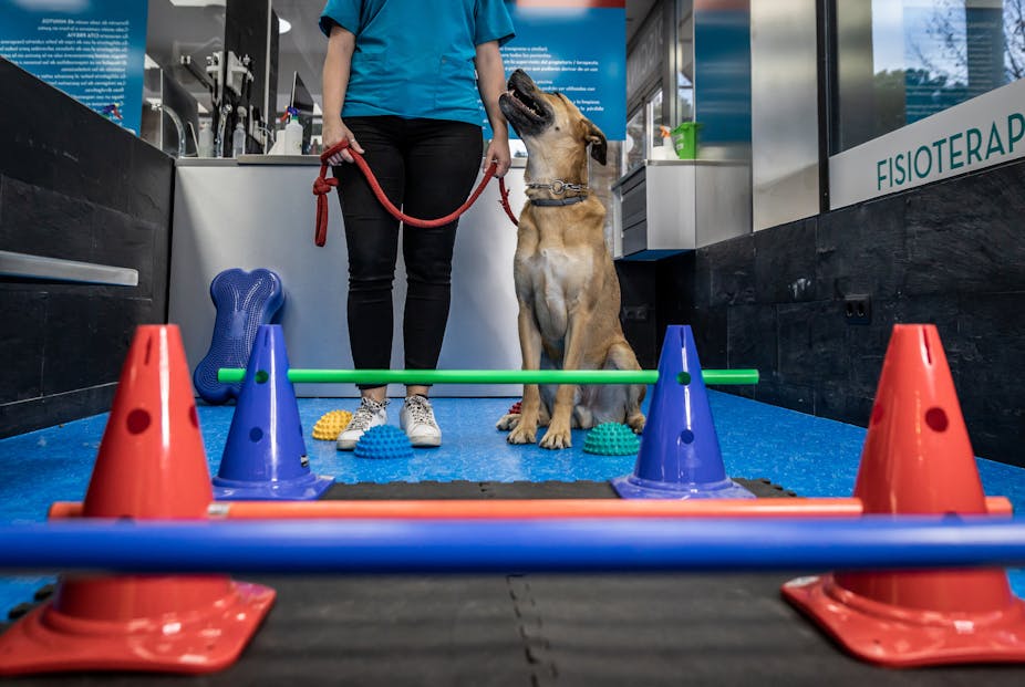 The benefits of exercise for your pet - Fitzroy Vet Hospital