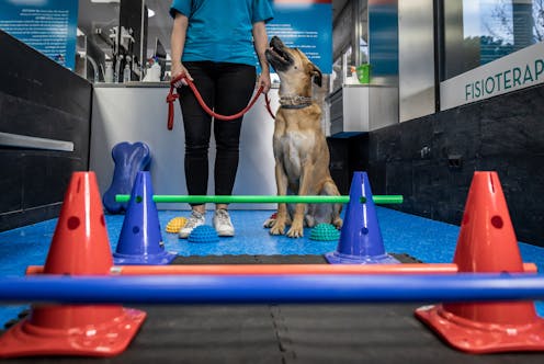 For dogs with arthritis, daily activities don't have to be painful