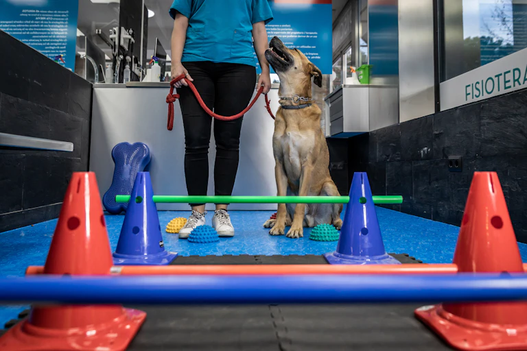 dog looking up at physical therapist before doing exercises that consist of walking over cones