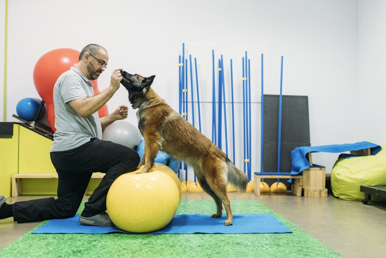 sheepdog balancing front paws on yellow exercise balls while physiotherapist gives dog a treat