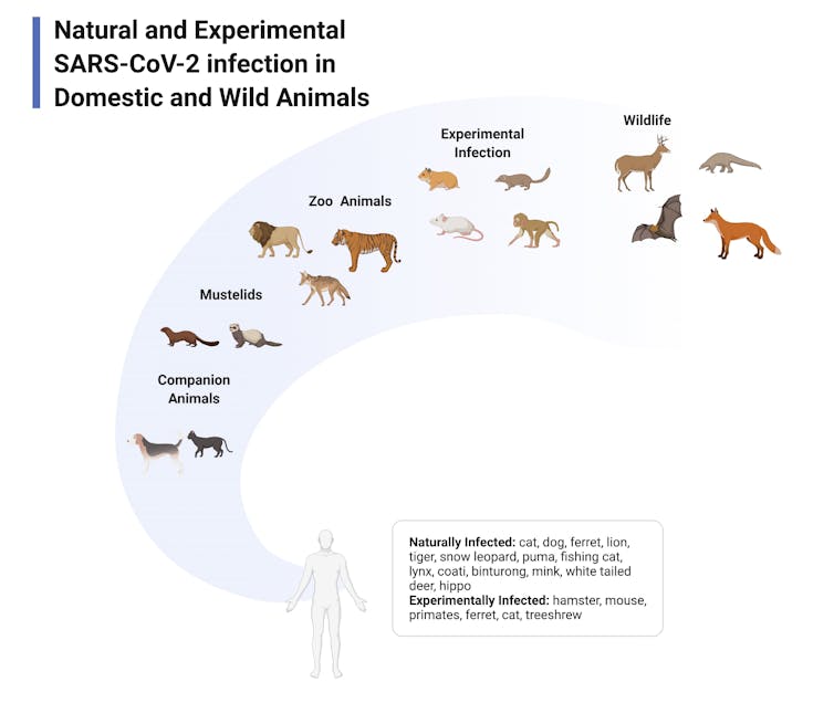 Un diagrama que muestra una serie de animales susceptibles al coronavirus.