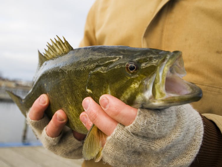 A person's hands old a White River smallmouth bass, with the fish's mouth open