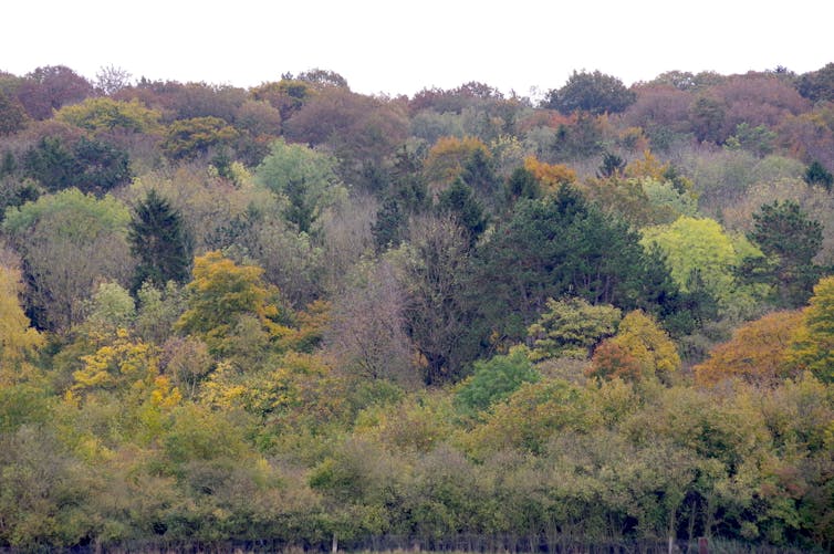 Forêt mélangée dans le Sud amiénois (Somme) où les épicéas sont épargnés par les attaques de scolytes (oct. 2021). Photo : Guillaume Decocq, CC BY-NC-ND