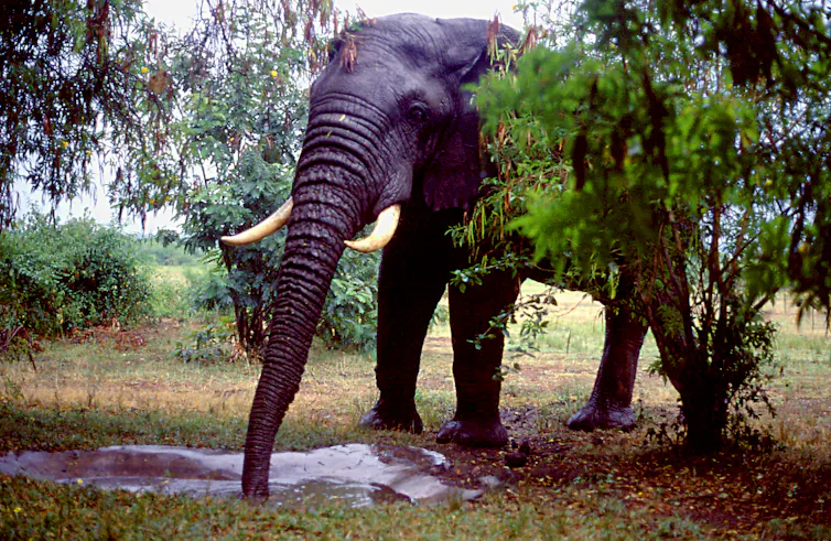 A large elephant drinks from a shallow pool.