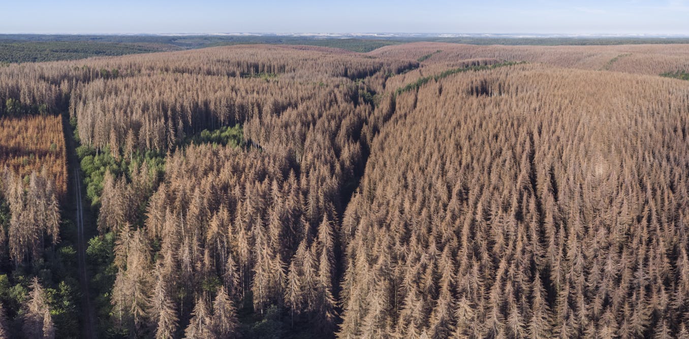 Pourquoi la forêt française a besoin d’un traitement de fond