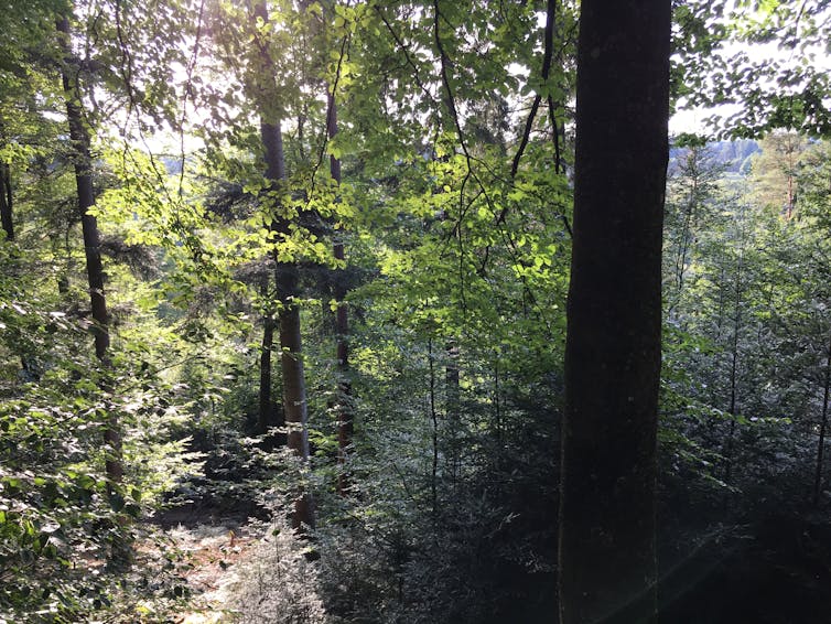 Forêt mélangée des Vosges du Nord (sept. 2021). Photo : Evrard de Turckheim, CC BY-NC-ND
