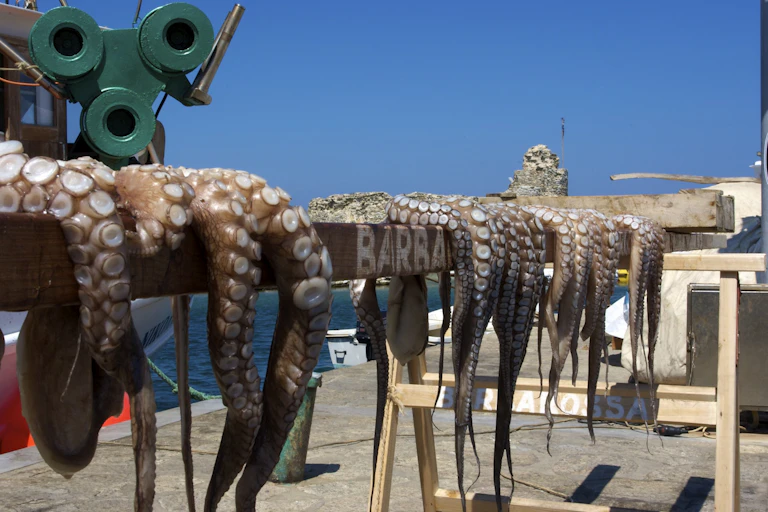 Pulpos sobre una barra de madera secándose al sol