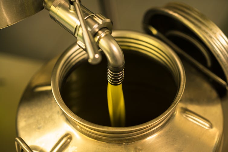 Freshly pressed olive oil pours out of a spigot into a large metal container.