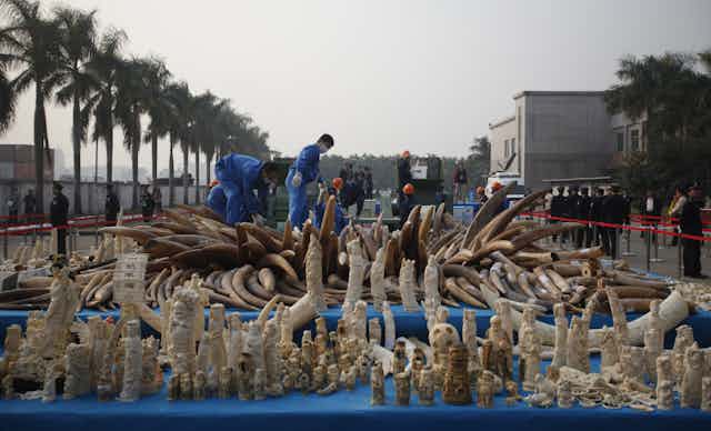 Officials in blue overalls sift through a large heap of tusks with small ivory statues in the foreground.