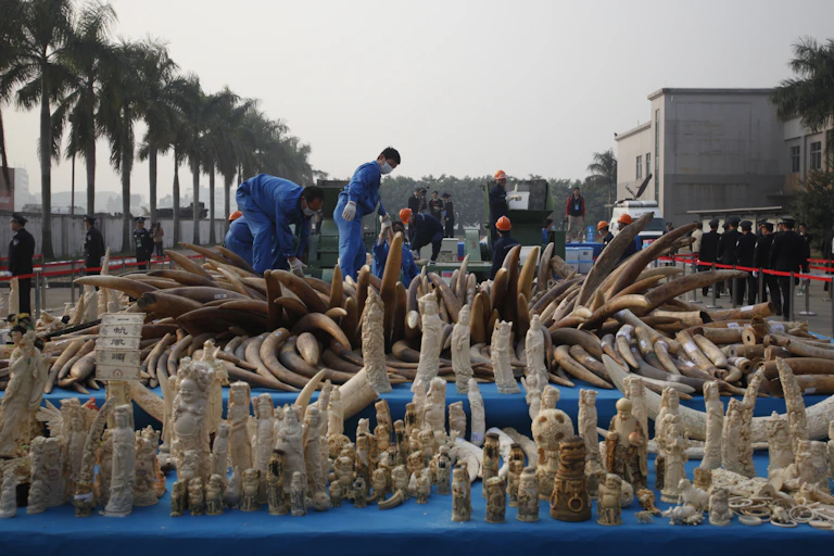 Officials in blue overalls sift through a large heap of tusks with small ivory statues in the foreground.