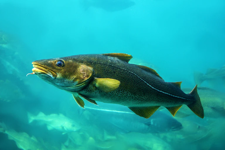 A large fish swims past the camera
