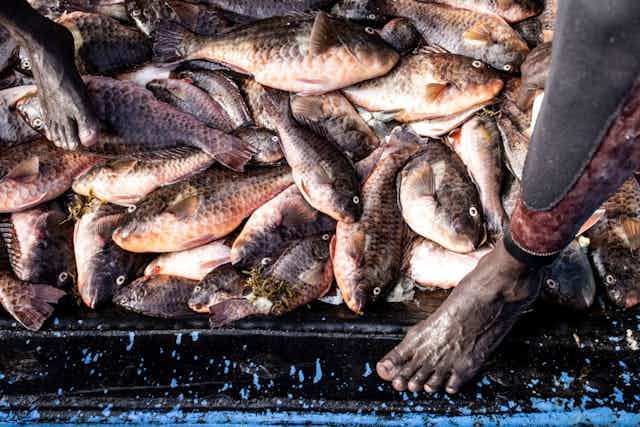 Freshly caught fish are pictured in a pirogue in Dakar, Senegal.