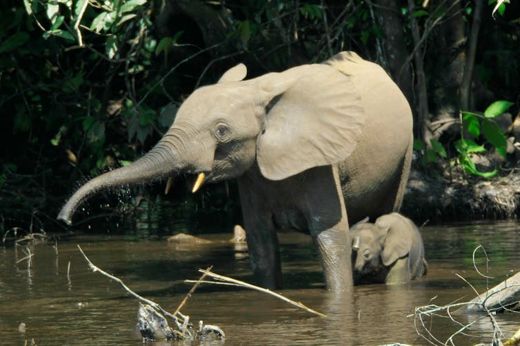 An elephant wades through shallow water with a calf beneath her.